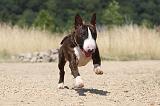 BULL TERRIER 058